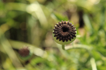 Opium poppy seed head in the field, shallow depth of field