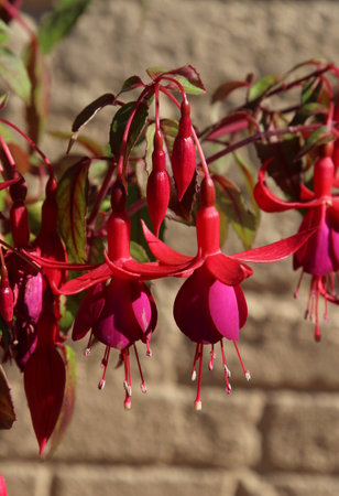 Fuchsia flowers on the background of the wall of a houseの写真素材