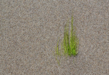 Green grass growing on the sand of a beach in the summer.の写真素材