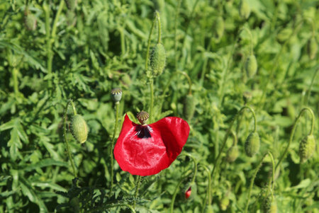 Withering red poppy flower with one petal in the field on a sunny day, close-upの写真素材