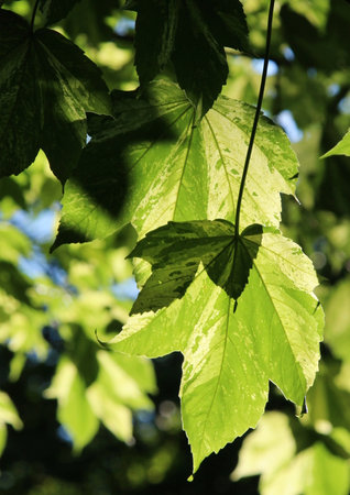 leaves green on the tree in sunny day, closeup of photoの写真素材