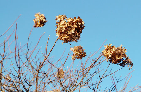 Dried hydrangea flowers on a background of blue skyの写真素材