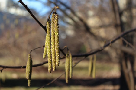 Alder catkins on a tree branch in the spring forest.