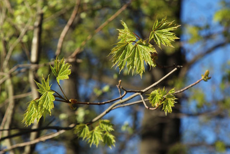 leaves Young of a maple tree in spring, close-up.の写真素材