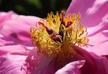 yellow center of pink peony flower in the garden, closeupの写真素材