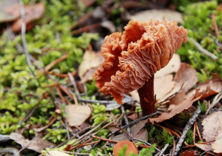 Mushroom in the autumn forest among the fallen leaves and mossの写真素材