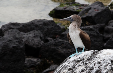 Blue-footed booby (Sula nebouxii) on the Galapagos Islandsの写真素材