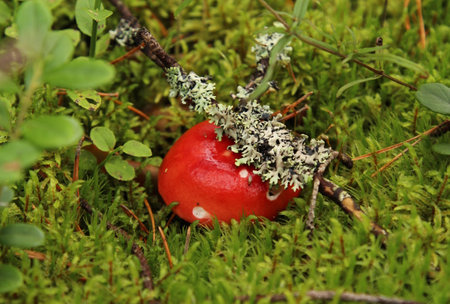 Red russula mushroom growing in the green moss.の写真素材