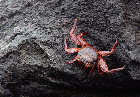 Red Rock Crab on the Rocks, Galapagos Islands, Ecuador
