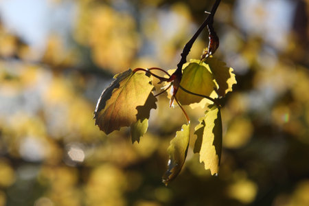 New fresh aspen leaves on the branches of a tree, close-up, in sunlight.