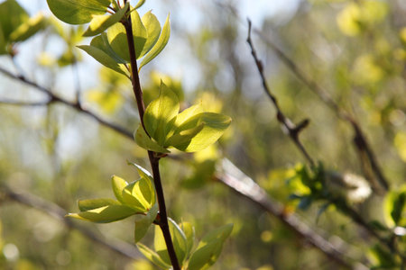 Spring leaves on a tree in the forest. Shallow depth of field.