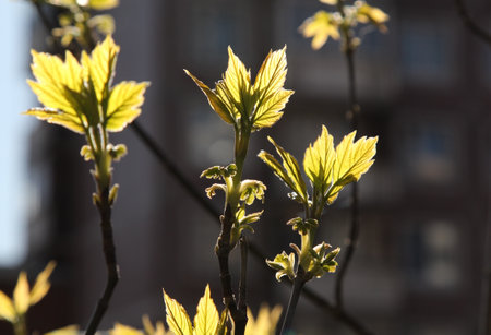 leaves Young of a maple tree in the spring on a sunny day