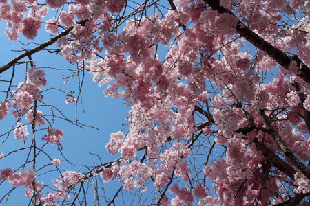 cherry blossom tree in spring time with blue sky background.の写真素材