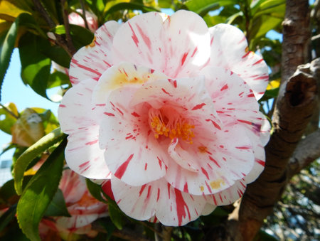 White camellia flower on the tree in the gardenの写真素材