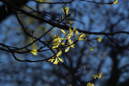 Beautiful yellow leaves on the branches of a tree in early spring