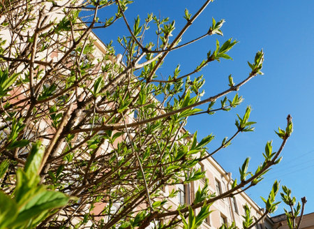 branches with green leaves on a background of blue sky in spring in a city