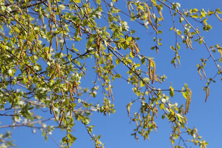 Birch branches with young green leaves on a background of blue sky
