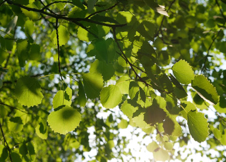 Green leaves of a aspen tree in the rays of the sunの写真素材