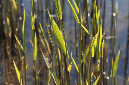 reeds on the lake, close-up, shallow depth of fieldの写真素材