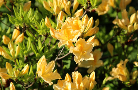 Yellow rhododendron flowers bloom in the spring garden.の写真素材