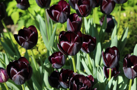 Black tulips in the park in a sunny dayの写真素材
