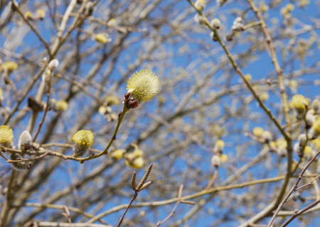 Pussy-willow twigs with buds in early spring.