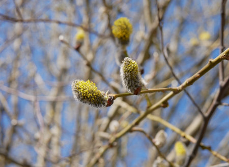 Blossoming willow branch with catkins on blue sky backgroundの写真素材