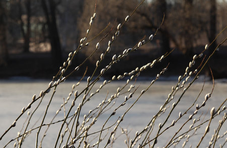 Willow branches on the background of the frozen lake in the parkの写真素材