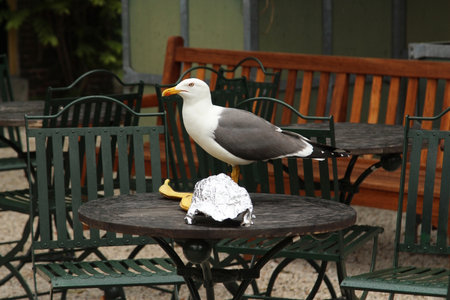 Seagull sitting on a table in a cafeの写真素材