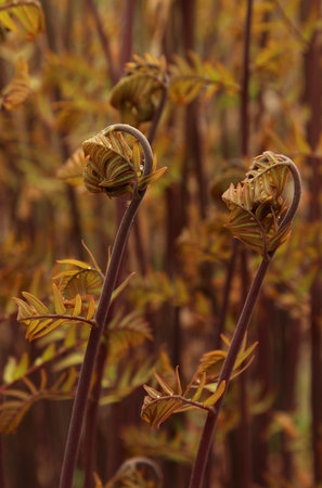 Ferns in the garden in spring. selective focus.の写真素材