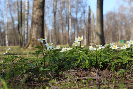 Anemone nemorosa blooming in the spring forest.の写真素材