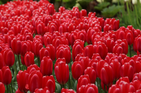Red tulips in the garden, close-up, selective focusの写真素材