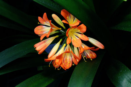 Orange hippeastrum flowers (Hippeastrum liliifolium)