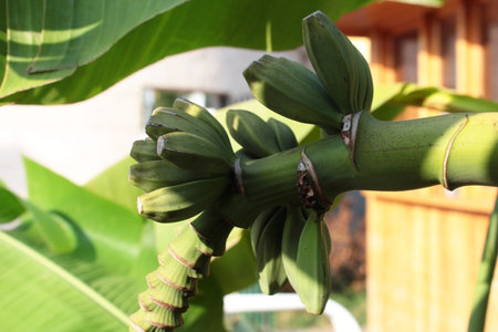 banana tree with green unripe bananas growing in the gardenの写真素材