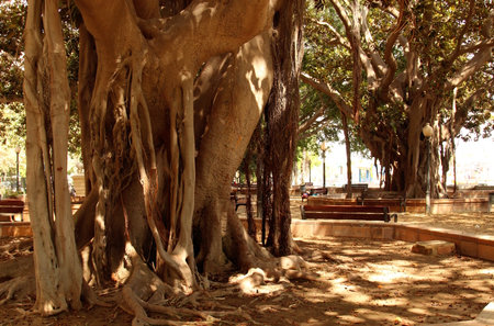 Giant banyan tree in the city of Alicante, Spainの写真素材