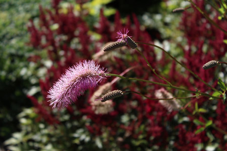 Mimosa pudica plant with pink flowers in the gardenの写真素材
