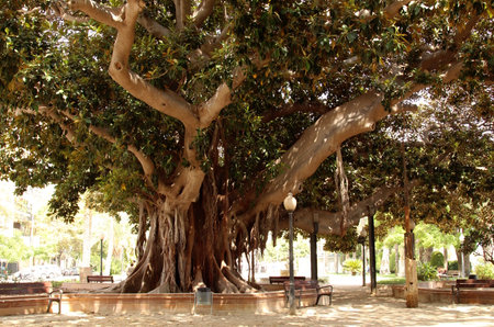 Ficus tree trunk with air roots in the park, Alicante, Spainの写真素材