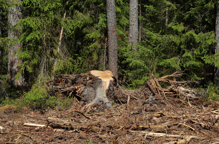 The stump of a tree felled in a coniferous forest