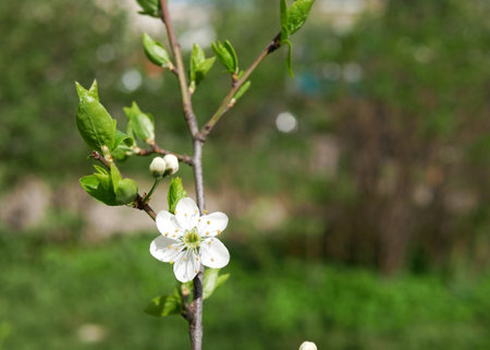 cherry blossom on a branch in the garden. spring seasonの写真素材