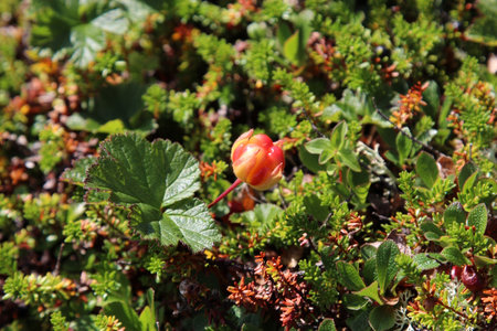 Close-up of cloudberry on the background of green moss