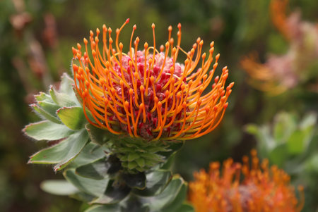 Pincushion protea, also known as the king pincushionの写真素材