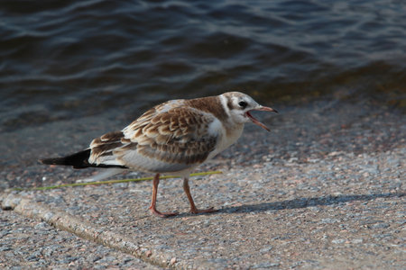 Black-headed gull (Larus ridibundus) on the beach