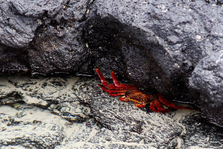 Red Rock Crab on the Rocks in Galapagos. Looks like the crab was crushed by a stoneの写真素材
