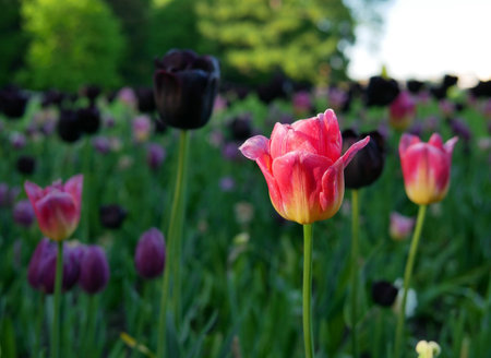 Beautiful colorful tulips in the gardenの写真素材