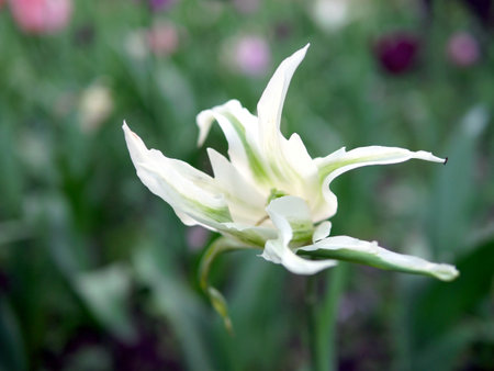 White lily in the garden, close-up, selective focusの写真素材