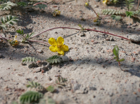 yellow wildflower on the dry sandの写真素材