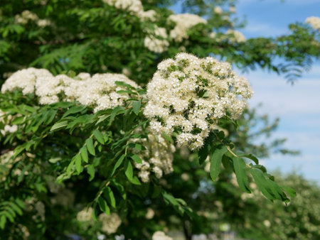 White flowers on the rowan tree.の写真素材