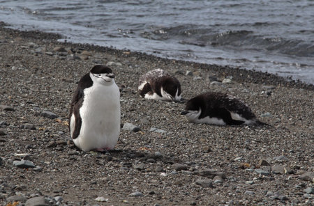 Gentoo penguins (Pygoscelis papua) on the beach