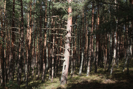 Pine forest in the morning light. Russia, Kareliaの写真素材