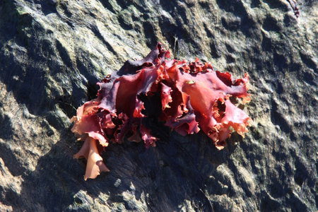 red seaweed on a rock in the wild, closeup of photoの写真素材